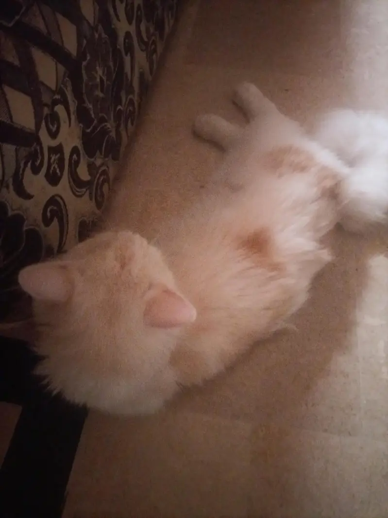 Persian Cat — photo 3