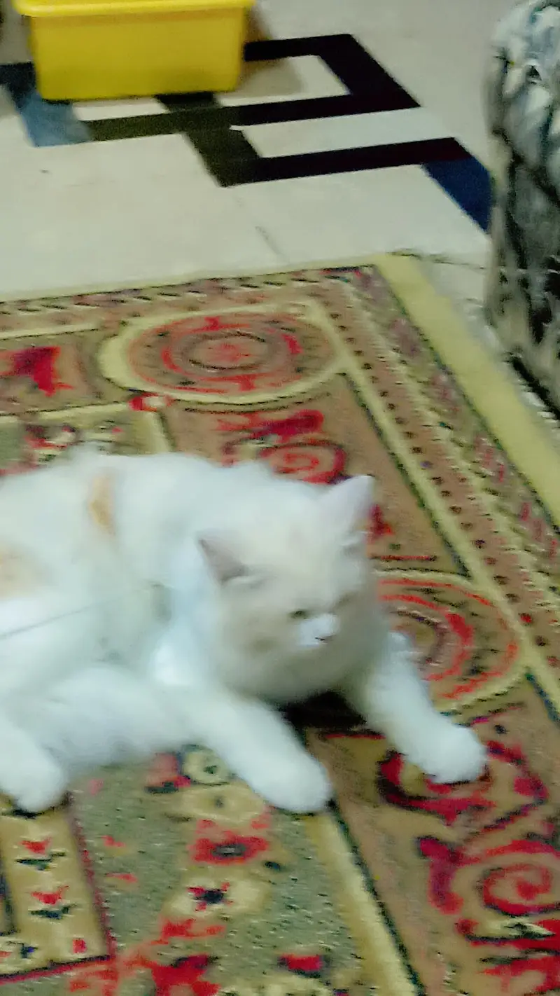 Persian Cat — photo 4