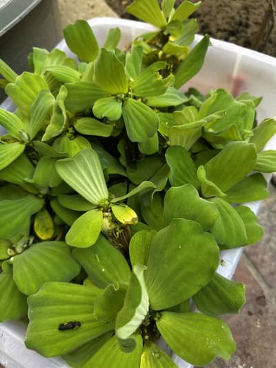 Aquarium live plants