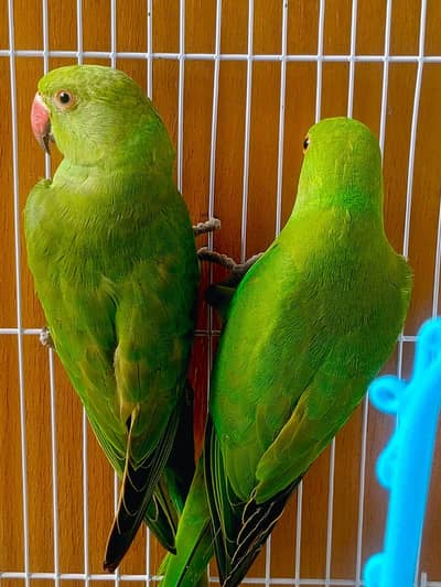Raw parrots for Sale