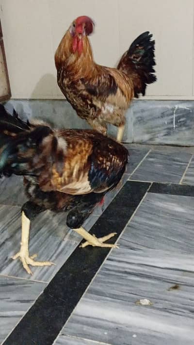 2 Desi Murga for sale in ghouri town