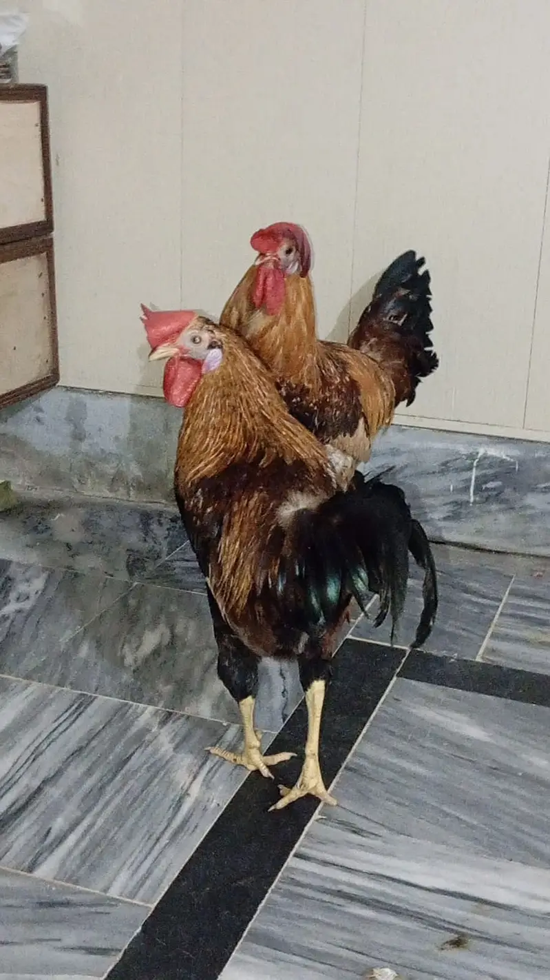 2 Desi Murga for sale in ghouri town — photo 2