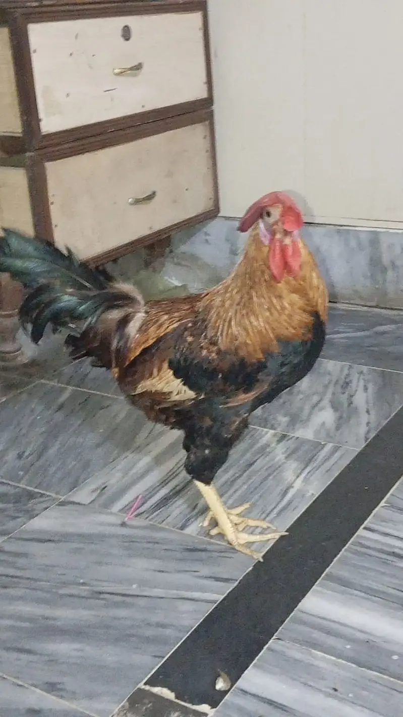 2 Desi Murga for sale in ghouri town — photo 3