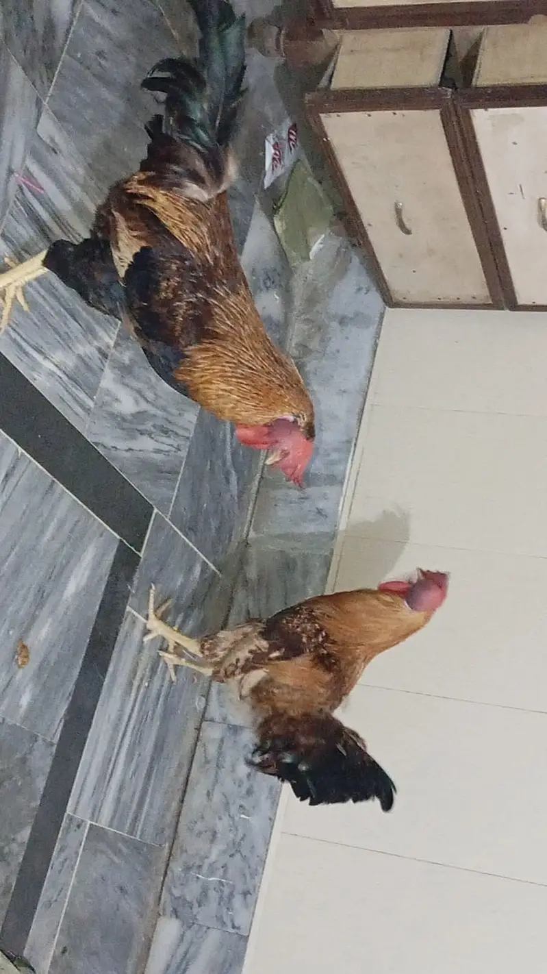 2 Desi Murga for sale in ghouri town — photo 4
