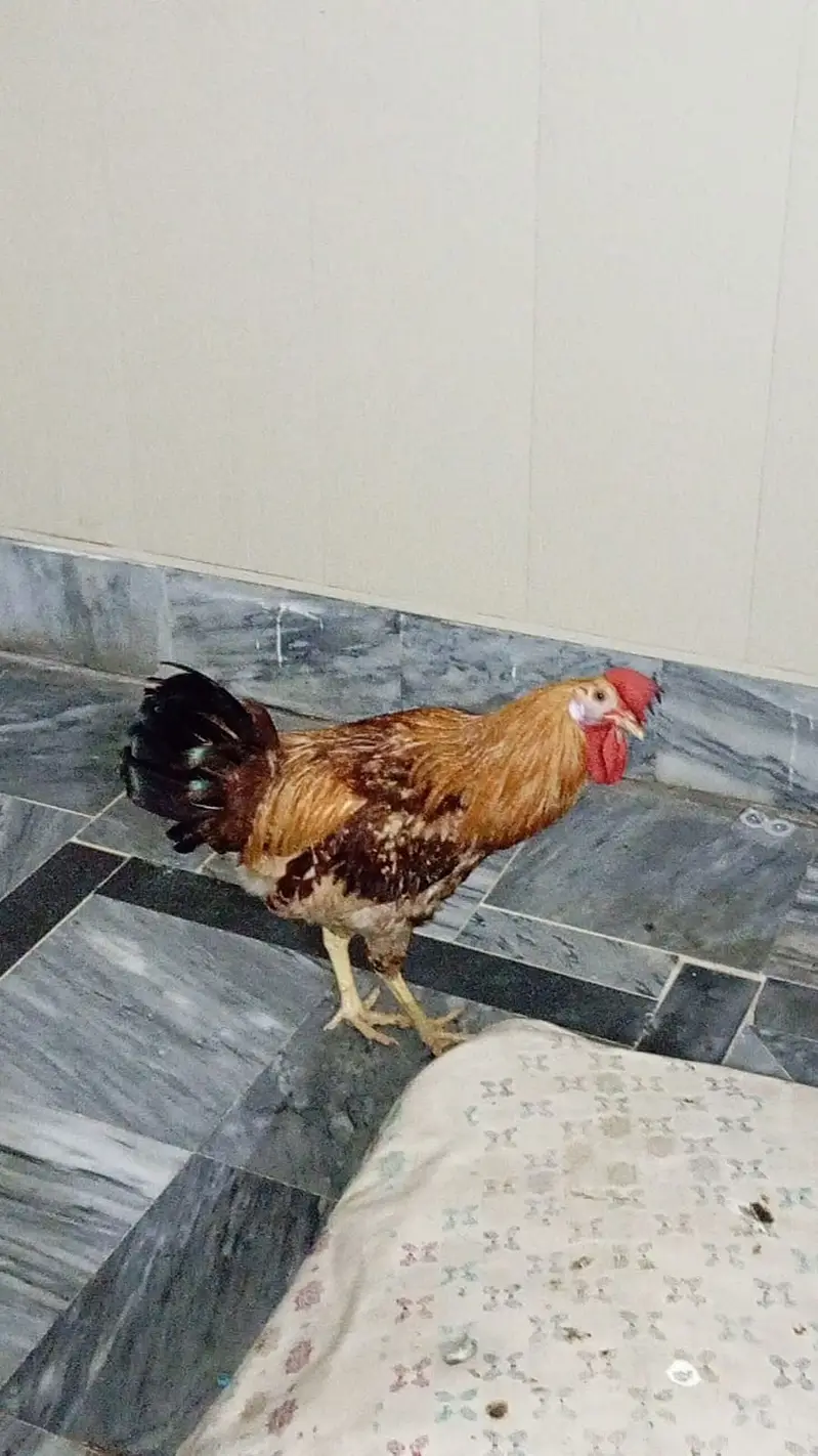 2 Desi Murga for sale in ghouri town — photo 5