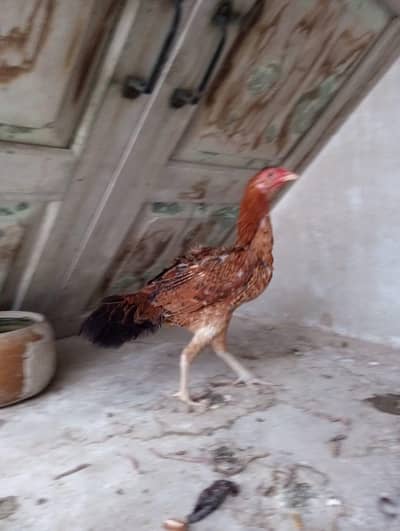 Jageeri Aseel Lakhi MURGI