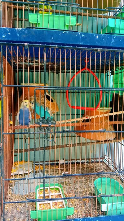 Austrelian Budgies , Dove. Cage