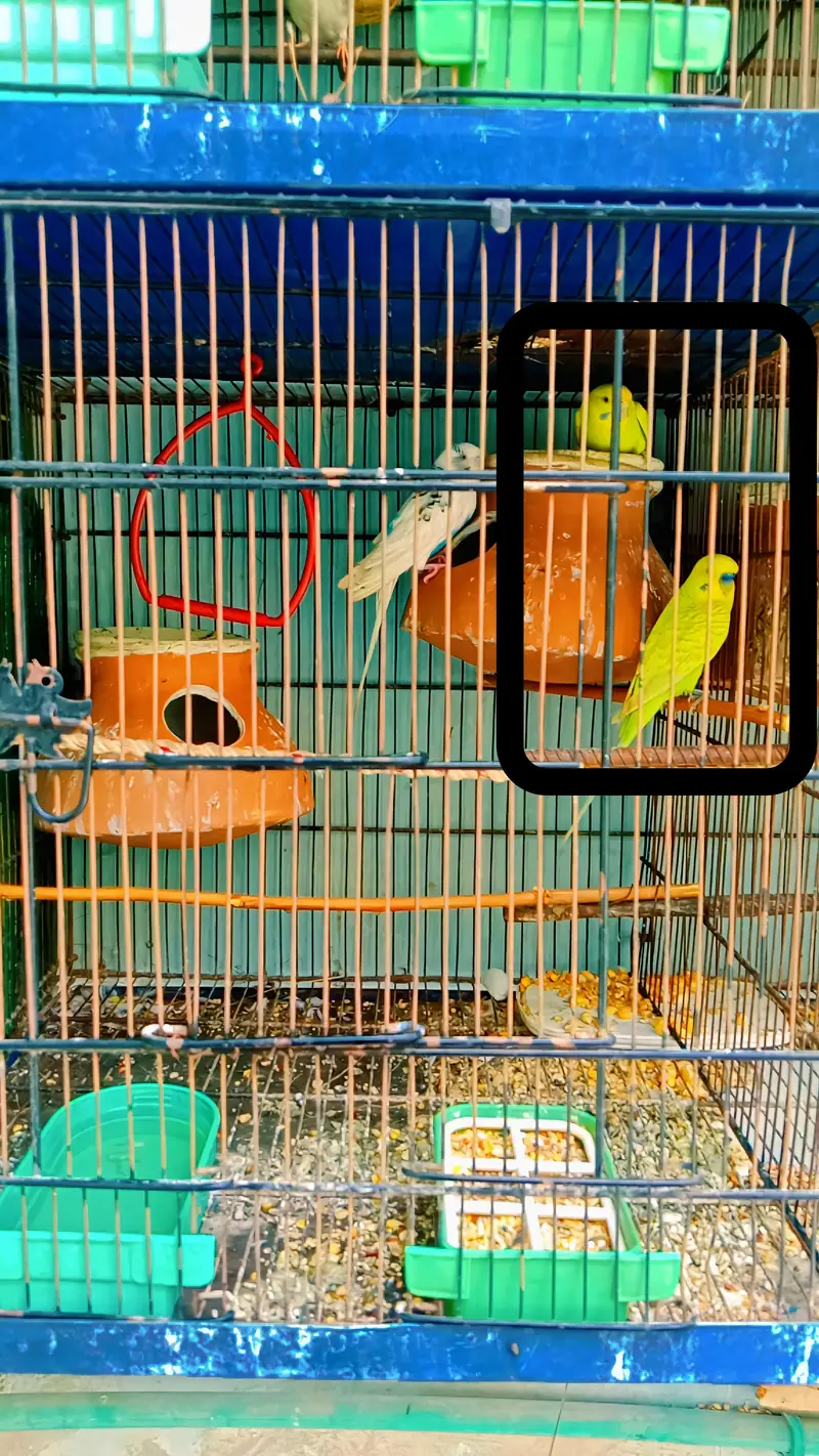 Austrelian Budgies , Dove. Cage — photo 2