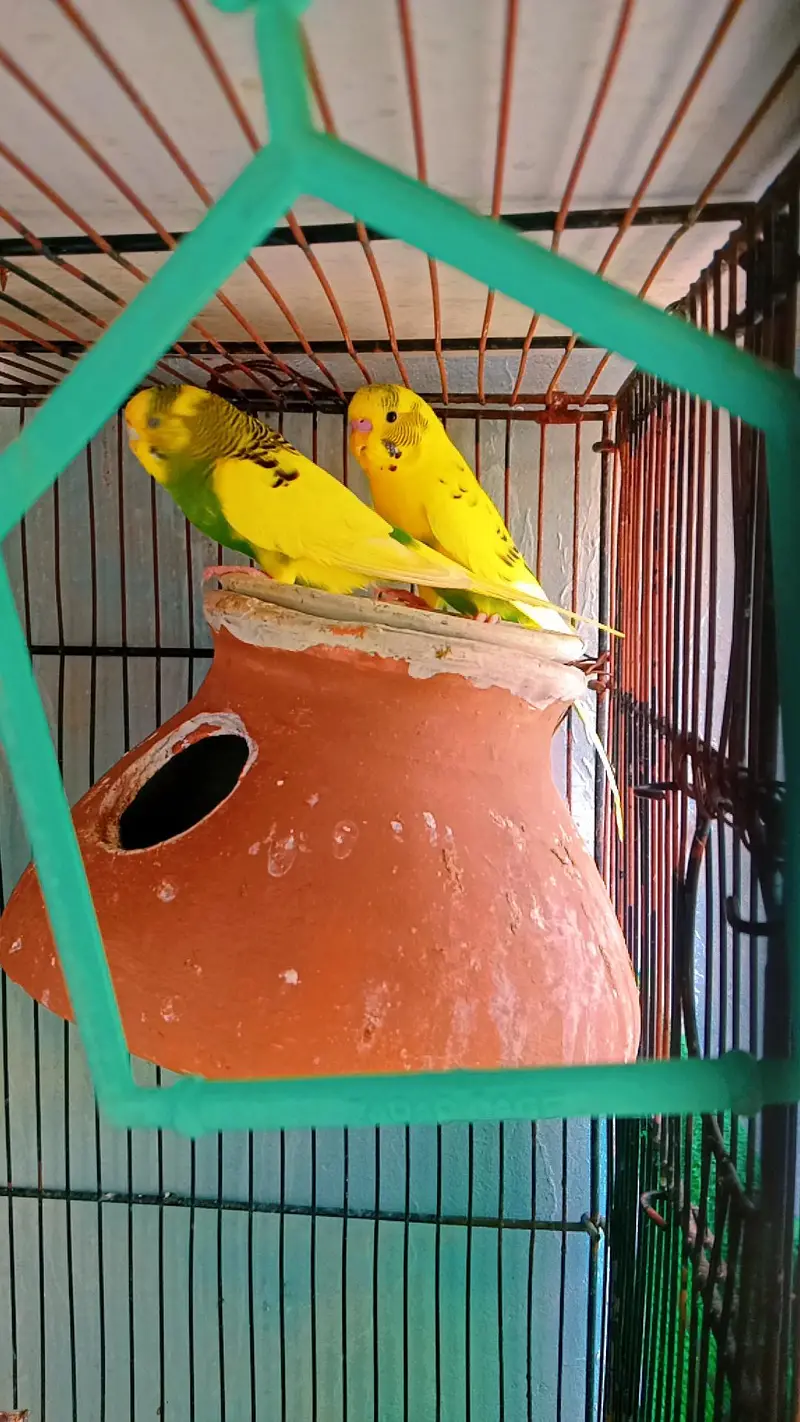 Austrelian Budgies , Dove. Cage — photo 3