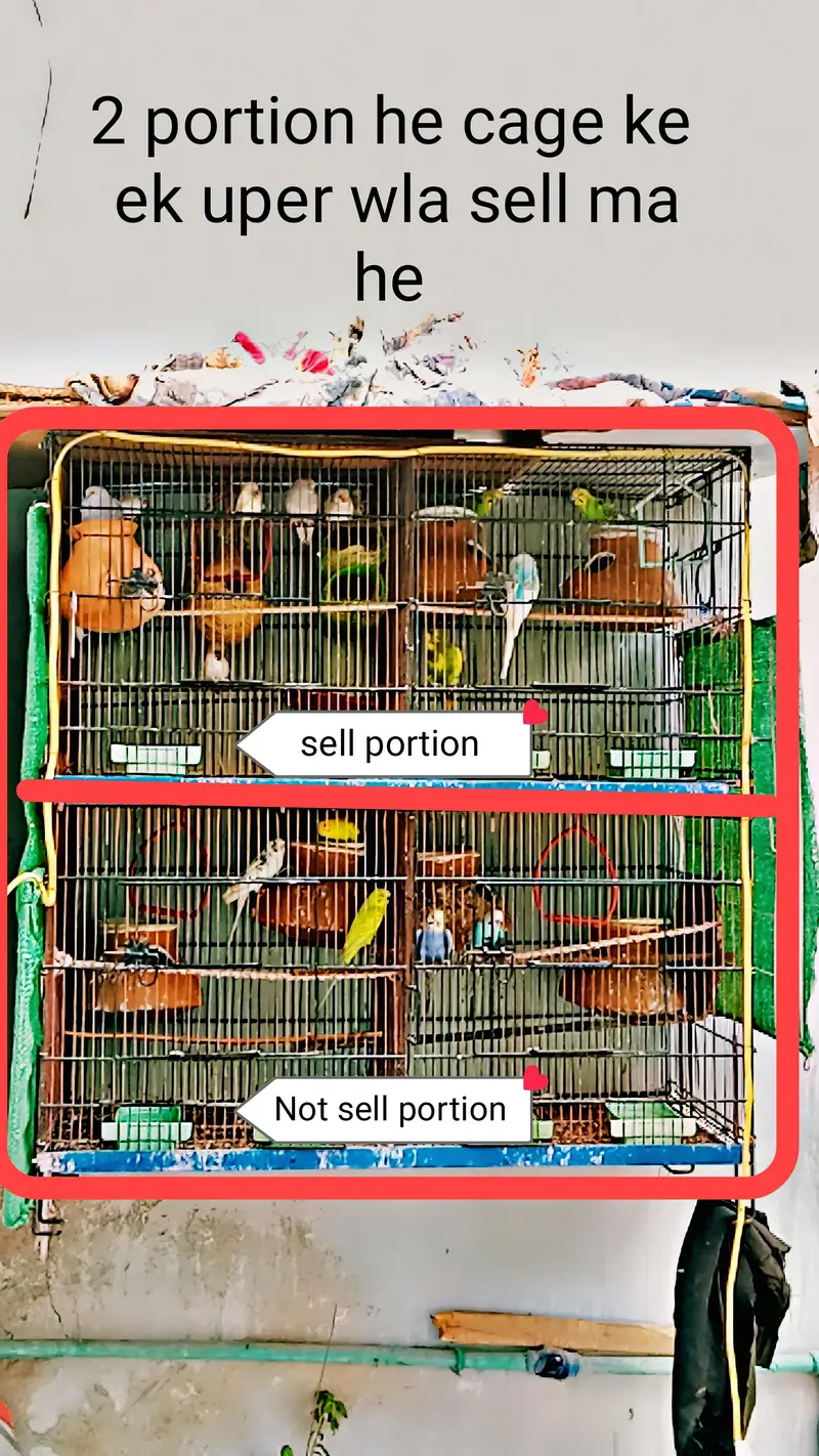 Austrelian Budgies , Dove. Cage — photo 4