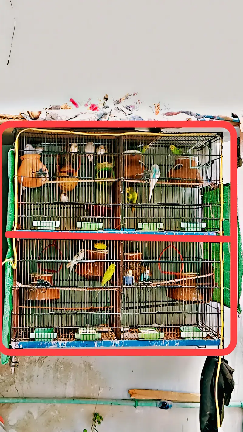 Austrelian Budgies , Dove. Cage — photo 5