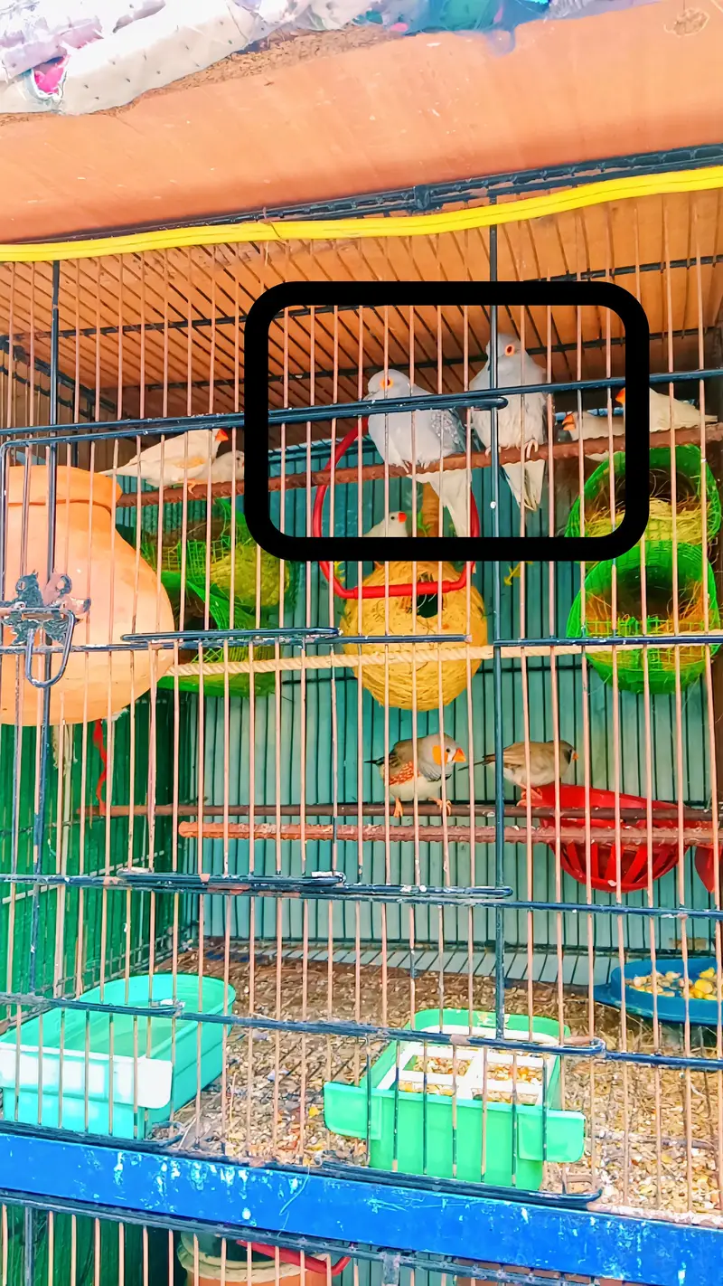 Austrelian Budgies , Dove. Cage — photo 6