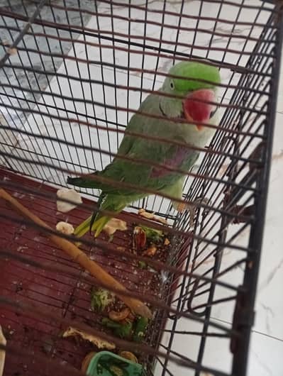 parrot for sale