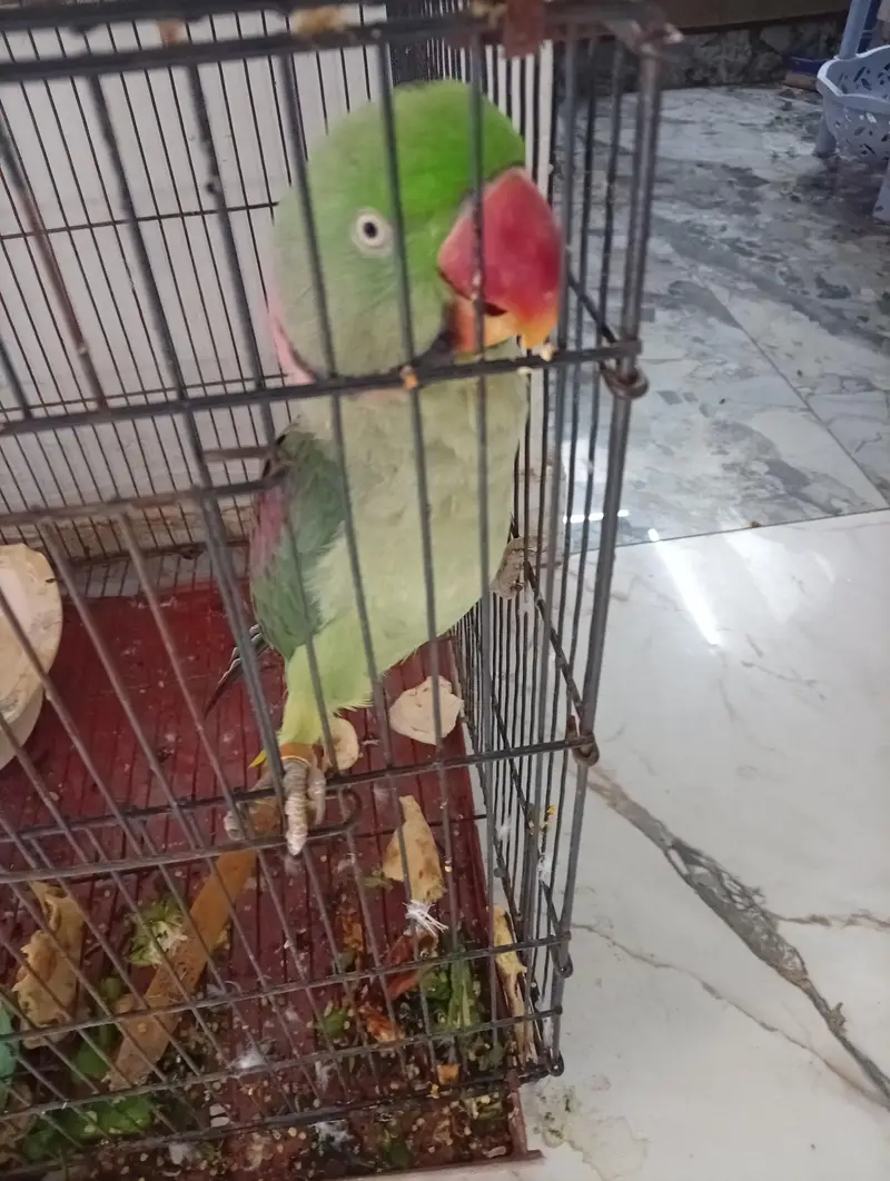 parrot for sale — photo 2