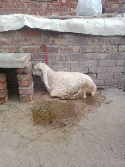 Healthy & Beautiful Male Sheep (Chhatra) for Sale