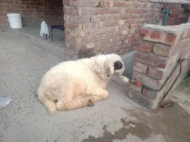 Healthy & Beautiful Male Sheep (Chhatra) for Sale — photo 2