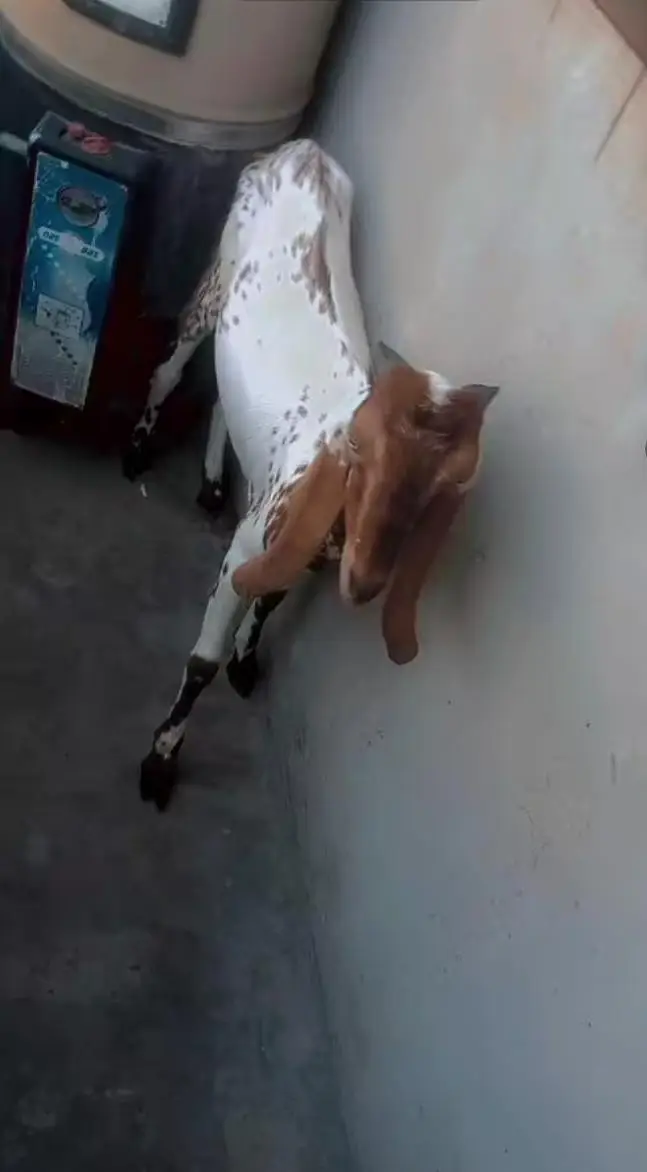 **Beetal Cross Bakra – 8 Months – Active & Healthy**