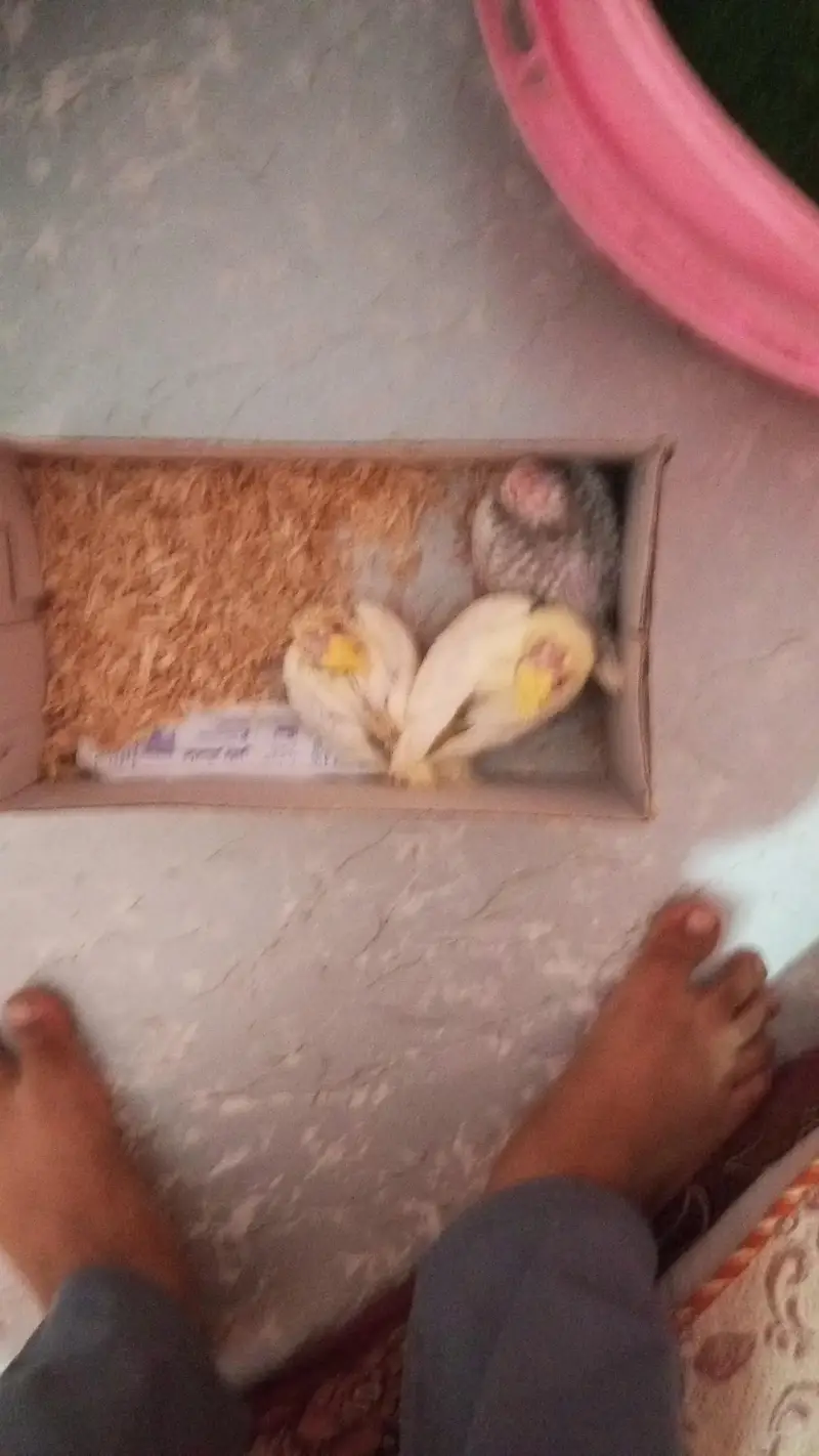 hand tame parrots — photo 4