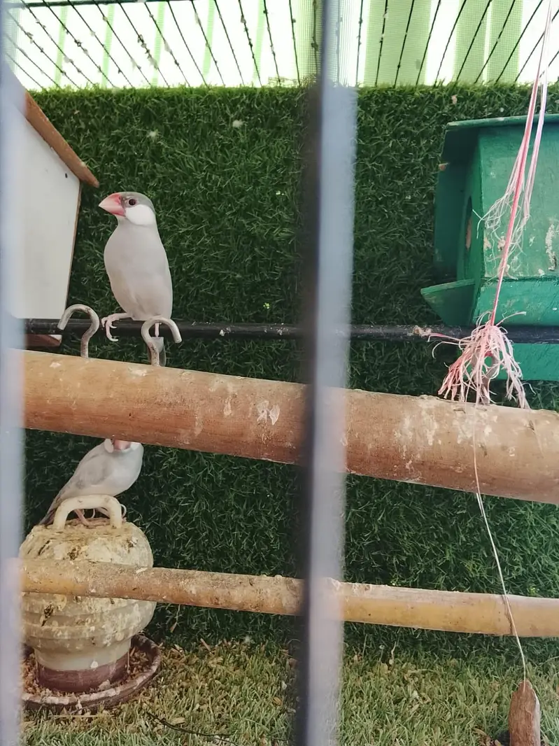 hand tame parrots — photo 5