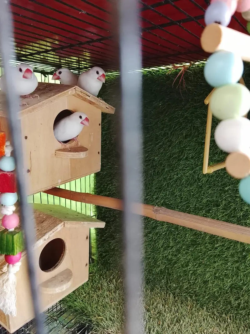 hand tame parrots — photo 6