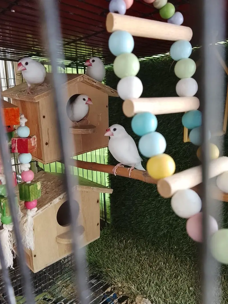 hand tame parrots — photo 7