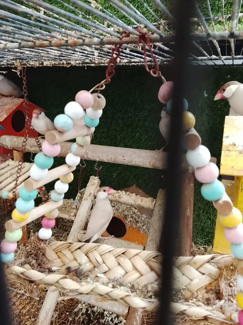 hand tame parrots — photo 8