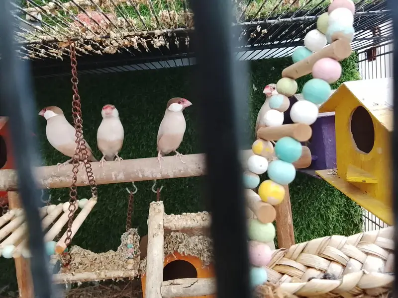 hand tame parrots — photo 9