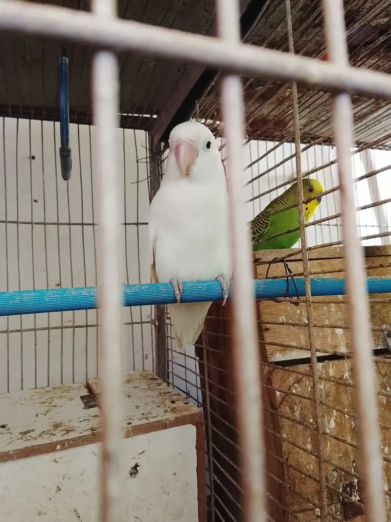hand tame parrots — photo 10