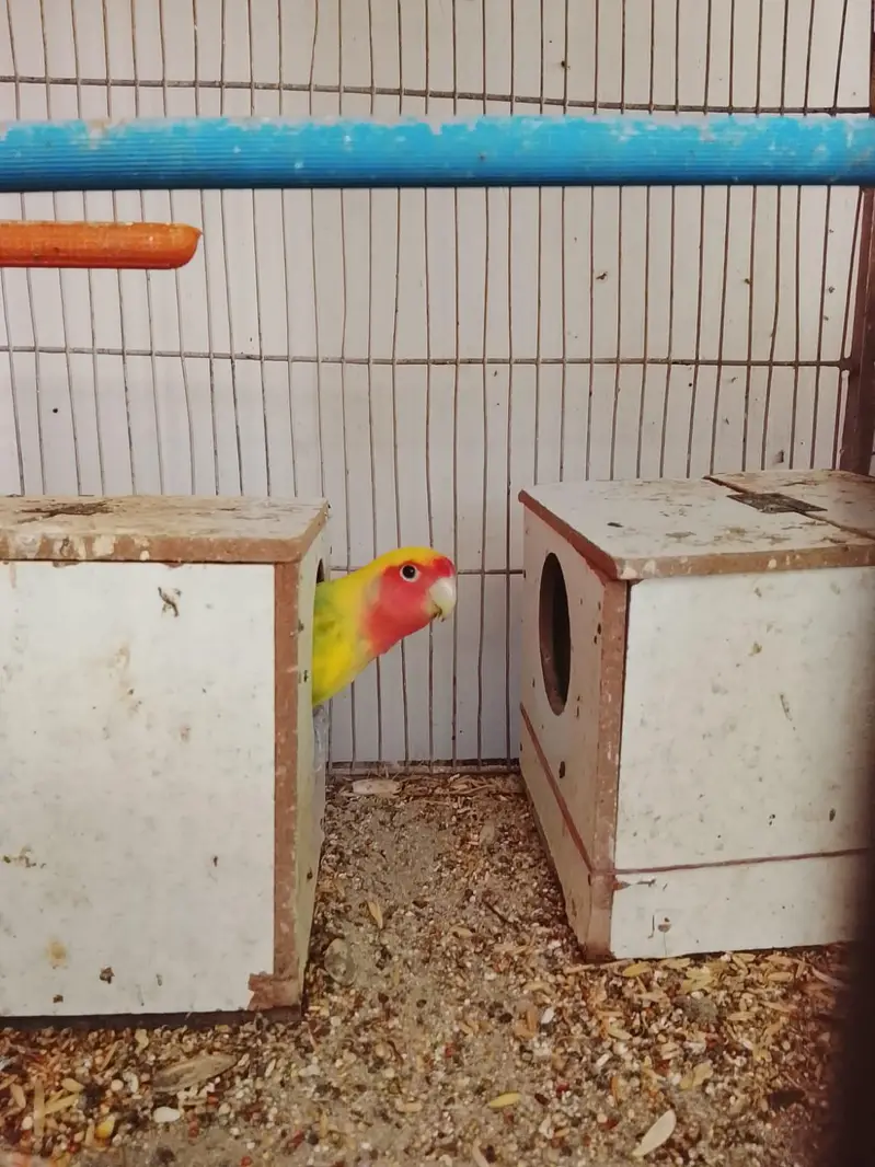 hand tame parrots — photo 11