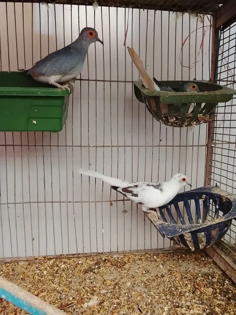 hand tame parrots — photo 12