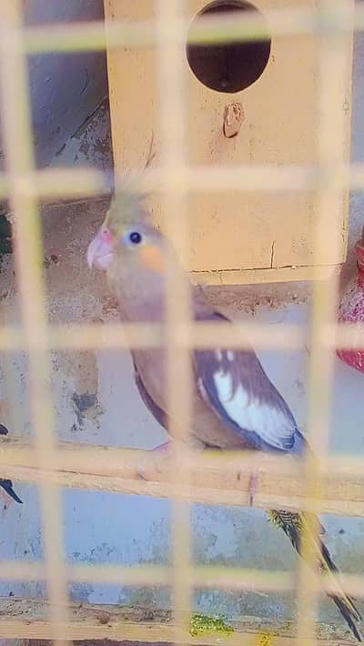 cocktail breaded female