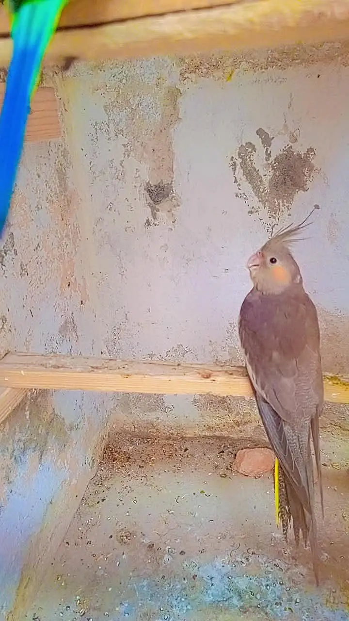 cocktail breader female — photo 4