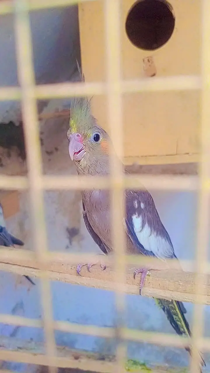 cocktail breader female — photo 5