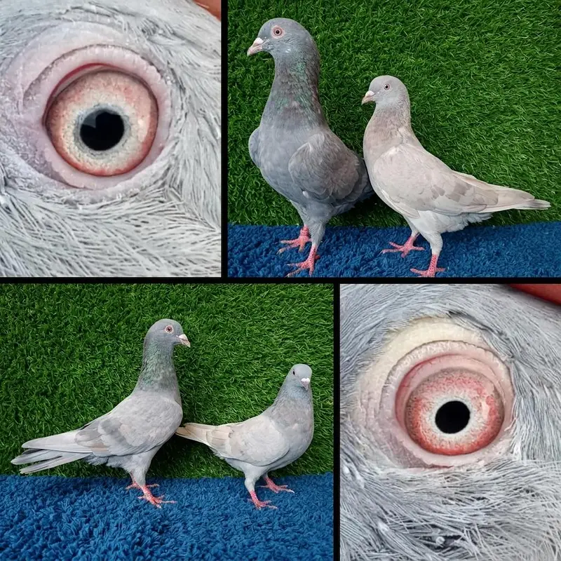 golden, tedi, ferozpuri, surkhy . mix joro waly pic . . . . 2000per — photo 7