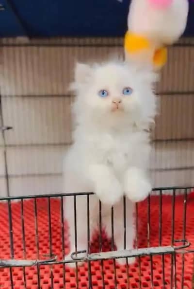 (Persian female kitten) (for sale all) (Pakistan delivery available)