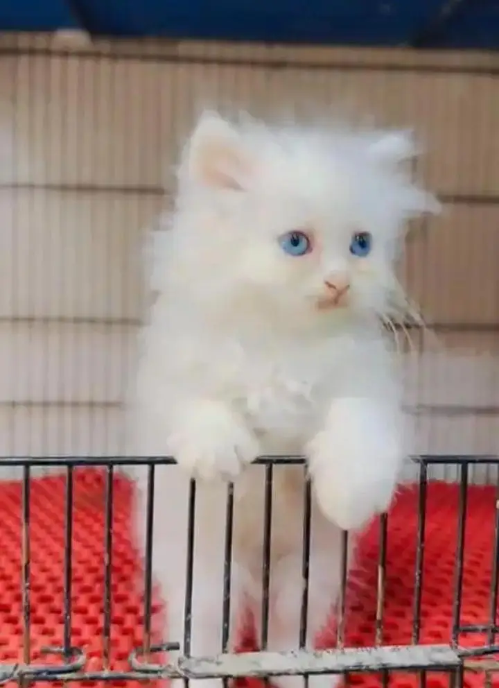 (Persian female kitten) (for sale all) (Pakistan delivery available) — photo 2