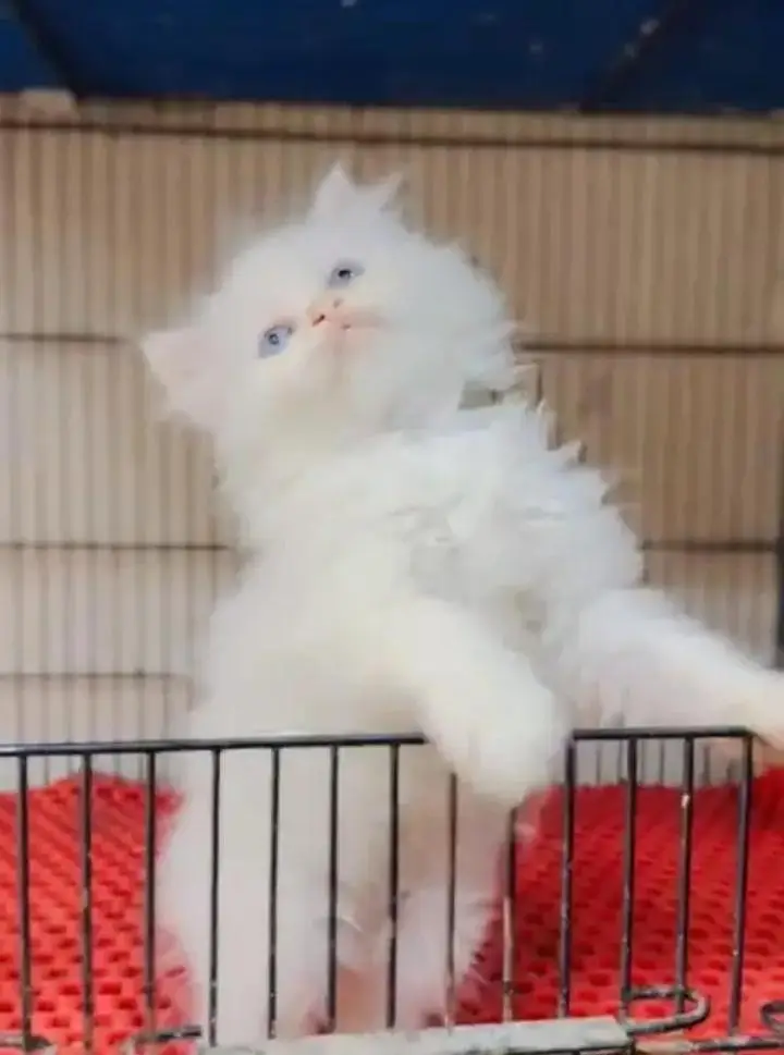 (Persian female kitten) (for sale all) (Pakistan delivery available) — photo 3
