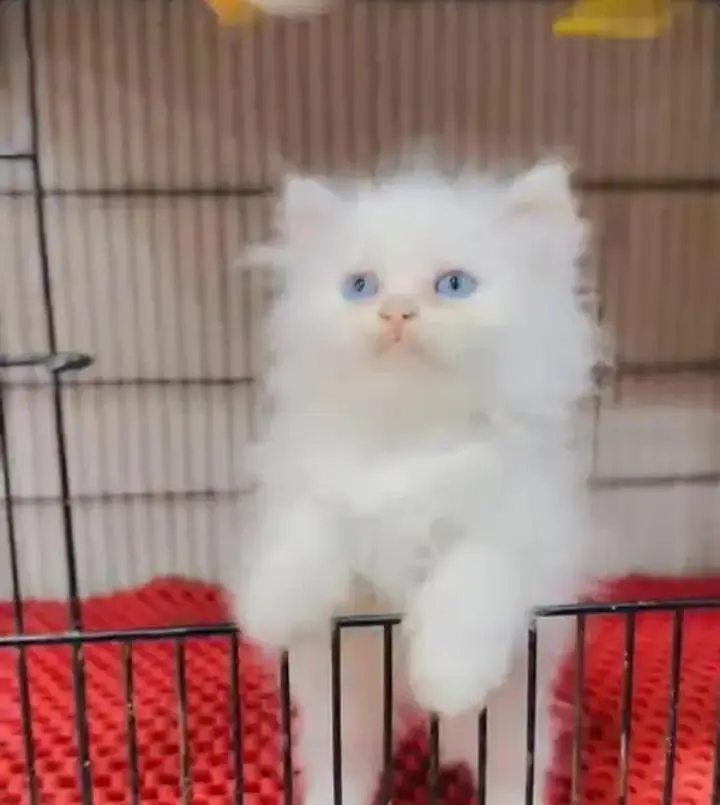 (Persian female kitten) (for sale all) (Pakistan delivery available) — photo 4