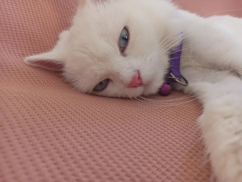 پرشین بلی ٹرپل کوٹڈ — photo 2