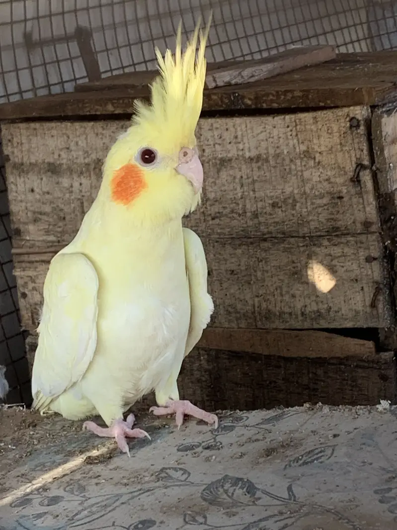 Breed male — photo 2