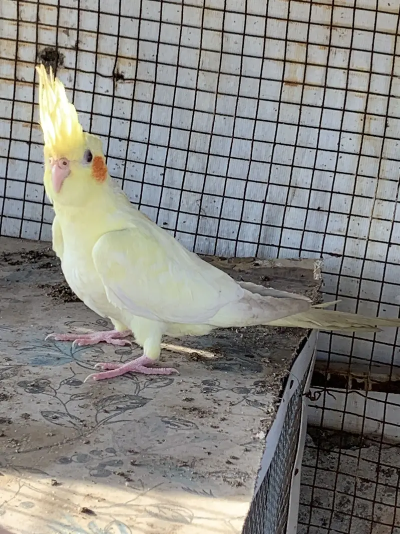 Breed male — photo 3