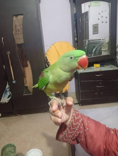 hand tame bolna sekh rha ha