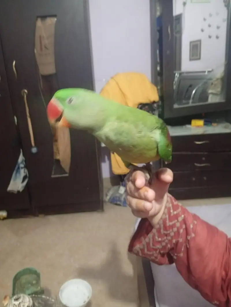 hand tame bolna sekh rha ha — photo 2