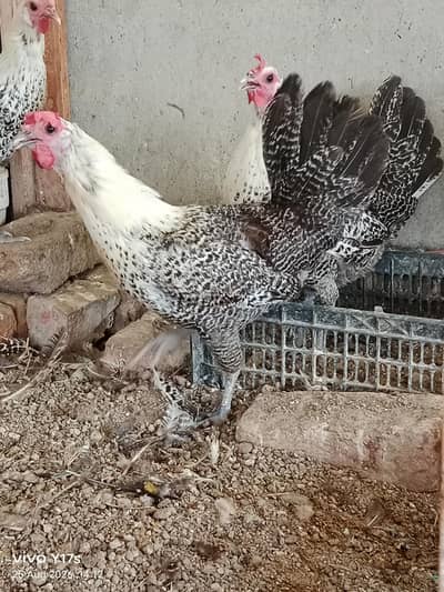 pure fiyoumi Misri Andy wali  females available