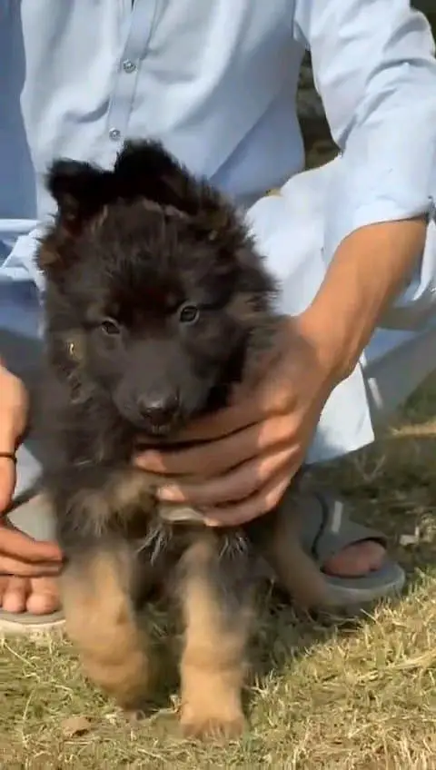 German shepherd puppies contact WhatsApmy WhatsAp o34379937one5 — photo 2