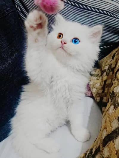 Home delivery parshion punch face kitten
