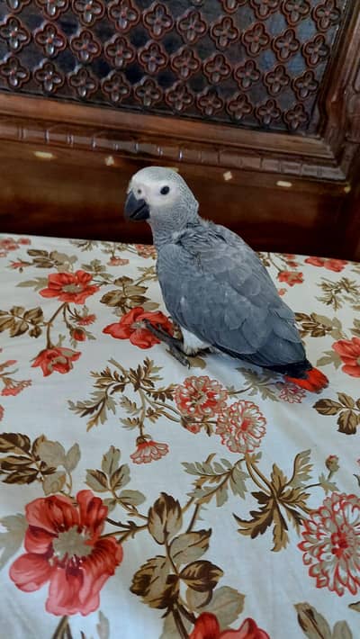 beautiful african grey parrot for sale acha hai almost self.