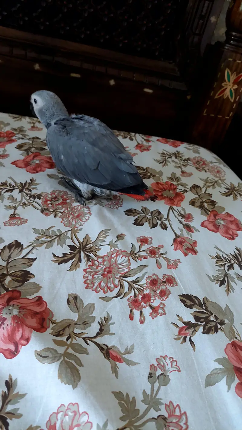 beautiful african grey parrot for sale acha hai almost self. — photo 2