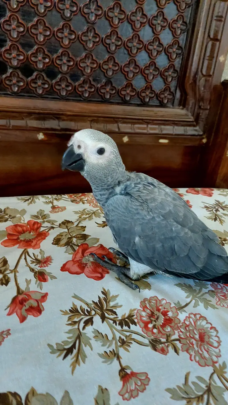 beautiful african grey parrot for sale acha hai almost self. — photo 3