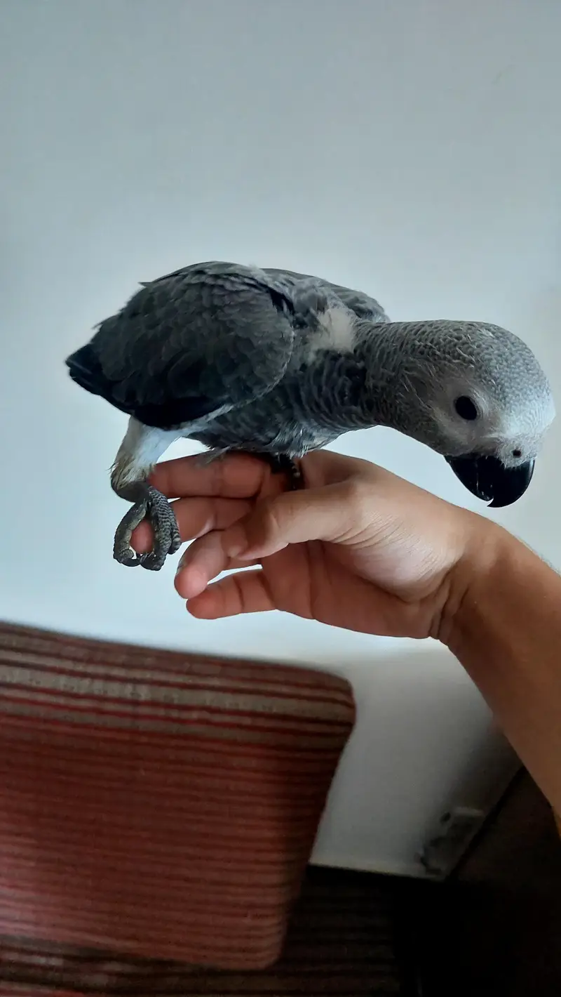 beautiful african grey parrot for sale acha hai almost self. — photo 5